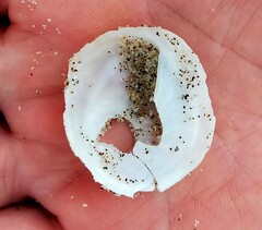 Sigapatella novaezelandiae