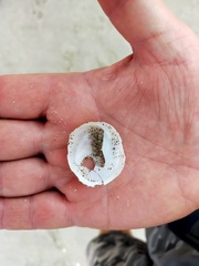 Sigapatella novaezelandiae