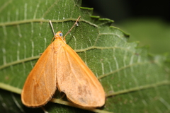 Eubaphe