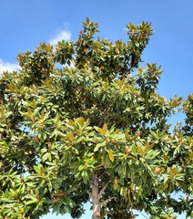Magnoliaceae