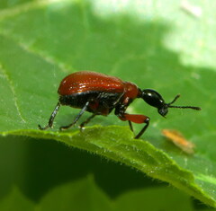 Apoderus