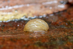 Arion intermedius