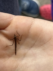 Zelus cervicalis