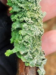 Punctelia missouriensis