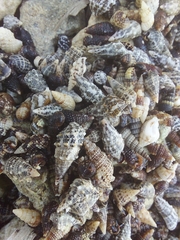 Cerithium litteratum