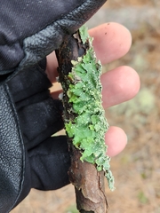 Punctelia missouriensis