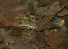 Austropotamobius pallipes