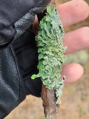 Punctelia missouriensis