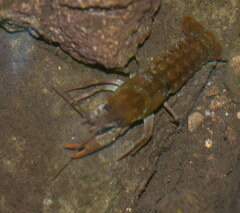 Austropotamobius pallipes