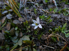 Lobelia perpusilla