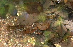 Austropotamobius pallipes