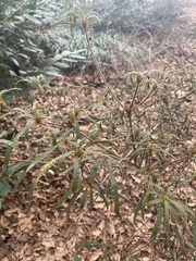 Rhododendron macrosepalum
