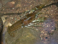 Austropotamobius pallipes