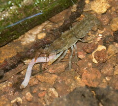 Austropotamobius pallipes