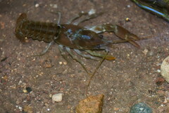 Austropotamobius pallipes