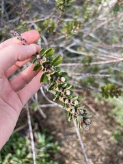 Ceanothus gloriosus