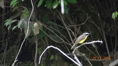 Pitangus sulphuratus