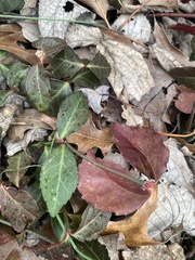 Euonymus fortunei