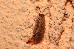 Dubioniscus marmoratus