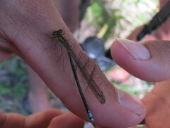 Pseudagrion furcigerum