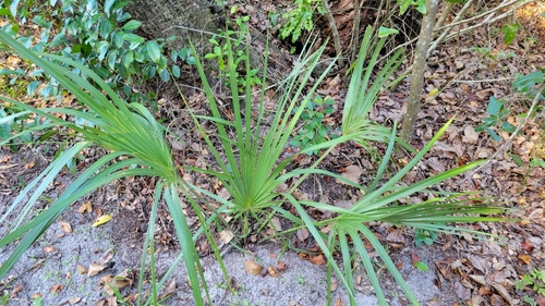 Sabal palmetto