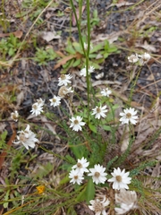 Rhodanthe anthemoides