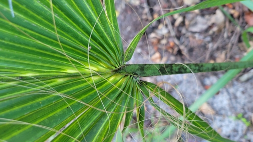 Sabal palmetto