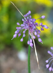 Allium carinatum