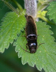 Athous haemorrhoidalis