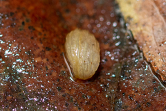 Arion intermedius