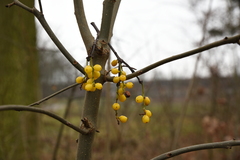 Loranthus europaeus