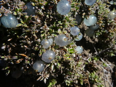 Coprosma petriei