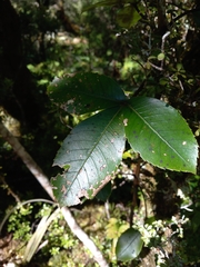 Pseudopanax colensoi