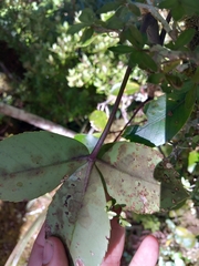 Pseudopanax colensoi