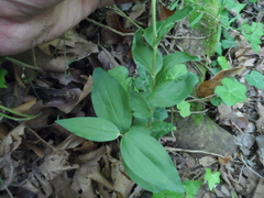 Epipactis