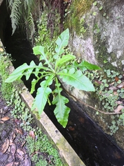 Sonchus fruticosus image