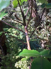 Pseudopanax colensoi