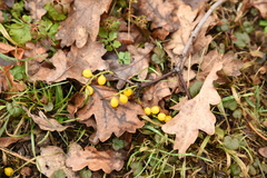 Loranthus europaeus