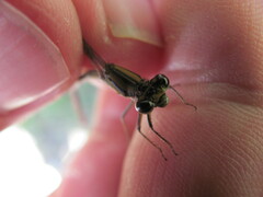 Pseudagrion furcigerum