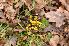 Loranthus europaeus