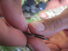 Pseudagrion furcigerum