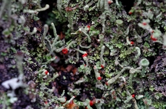 Cladonia