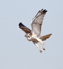 Buteo jamaicensis harlani
