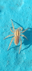 Hogna bivittata