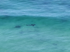 Carcharodon carcharias