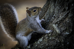 Sciurus carolinensis