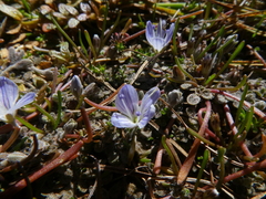 Veronica lilliputiana