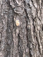 Lymantria dispar