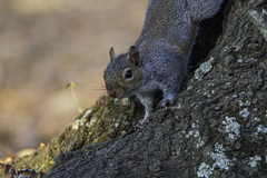 Sciurus carolinensis