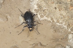 Cicindela nebraskana